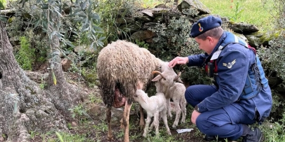 13 koyun kayboldu, biz 16 tane geri getirdik