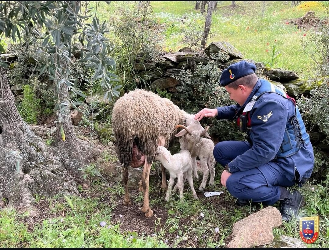 13 koyun kayboldu, biz 16 tane geri getirdik
