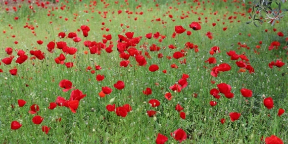 Efeler’in Tarlaları Gelinciklerle Şenlendi