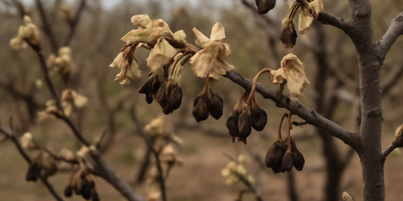 36 ilde zirai don felaketi: Tarımda son yılların en büyük hasarı
