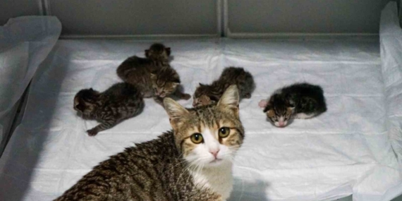 Akıllı kedi doğum için veterinere geldi