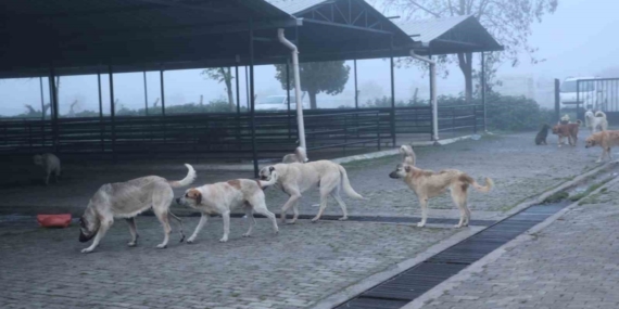 Aydın’da başıboş köpekler hayvan pazarını mesken tuttu