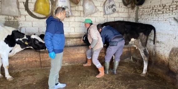 Aydın’da Hayvan Sağlığı Çalışmaları Sürüyor