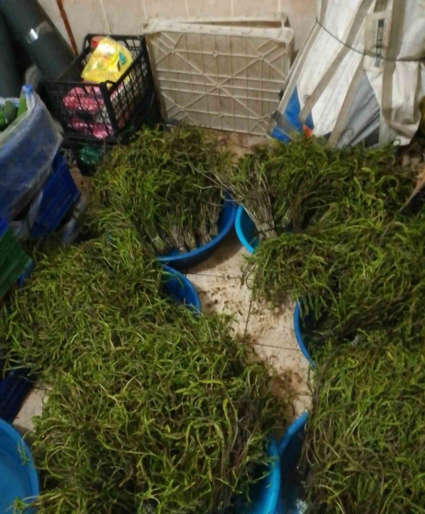 Aydın’da kendiliğinden yetişen bu otlar garibanın cüzdanını zenginin sofralarını süslüyor 6 aydinda kendiliginden yetisen bu otlar garibanin cuzdanini zenginin sofralarini susluyor 32454c382cee