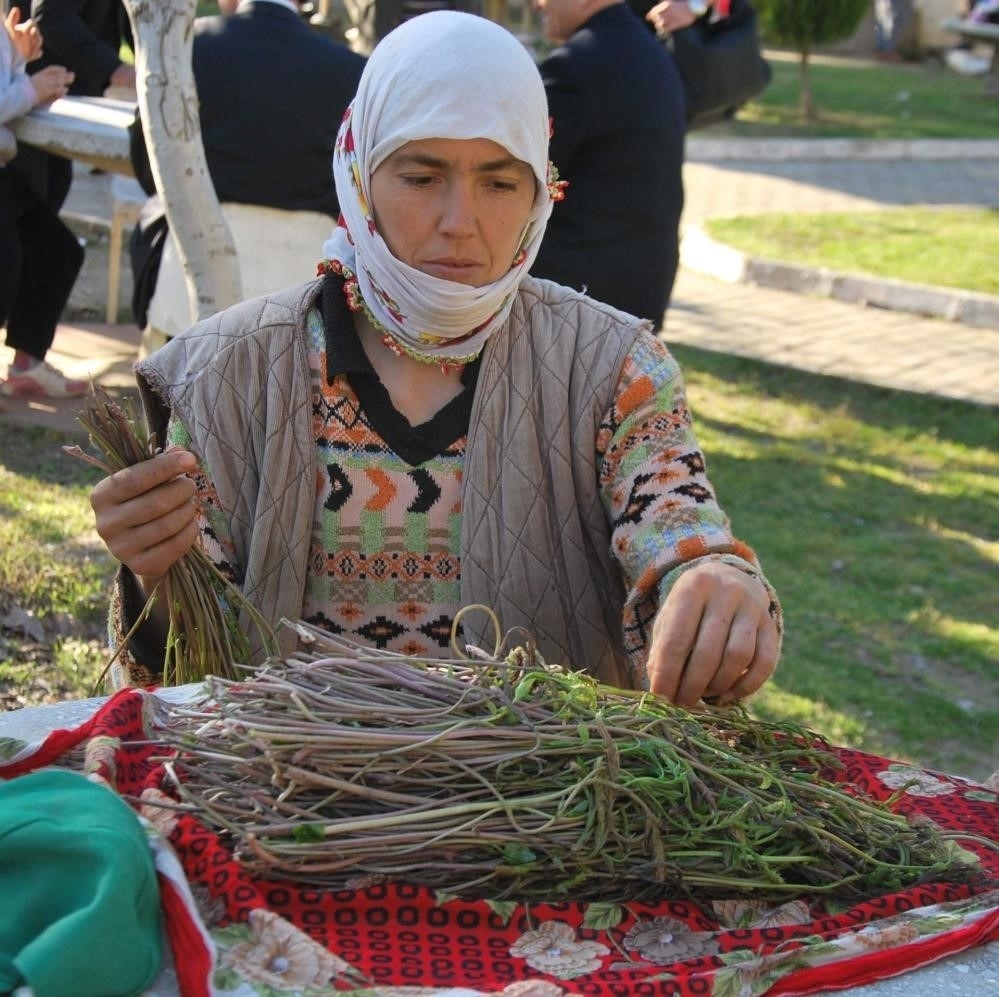 Aydın’da kendiliğinden yetişen bu otlar garibanın cüzdanını zenginin sofralarını süslüyor 4 aydinda kendiliginden yetisen bu otlar garibanin cuzdanini zenginin sofralarini susluyor 3e951c7825ba