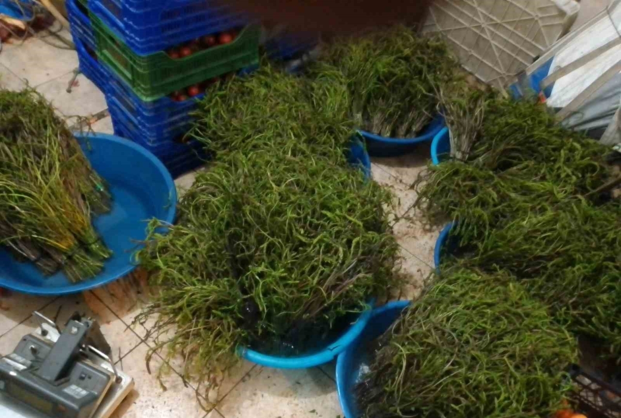 Aydın’da kendiliğinden yetişen bu otlar garibanın cüzdanını zenginin sofralarını süslüyor 12 Aydın’da kendiliğinden yetişen bu otlar garibanın cüzdanını zenginin sofralarını süslüyor