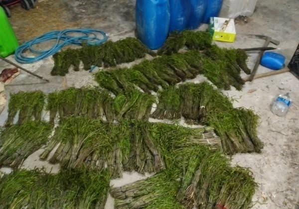 Aydın’da kendiliğinden yetişen bu otlar garibanın cüzdanını zenginin sofralarını süslüyor 2 aydinda kendiliginden yetisen bu otlar garibanin cuzdanini zenginin sofralarini susluyor 9add2581644c