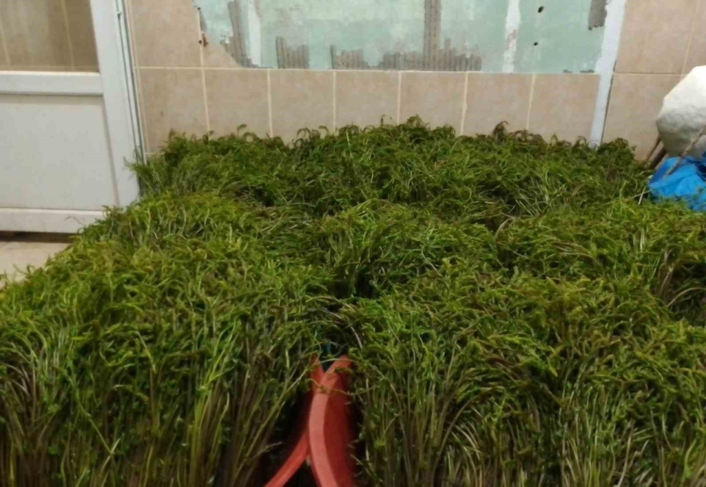 Aydın’da kendiliğinden yetişen bu otlar garibanın cüzdanını zenginin sofralarını süslüyor 3 aydinda kendiliginden yetisen bu otlar garibanin cuzdanini zenginin sofralarini susluyor b32f15d7058d