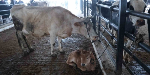 Aydın’da şap karantinası, hayvan pazarı kapatıldı