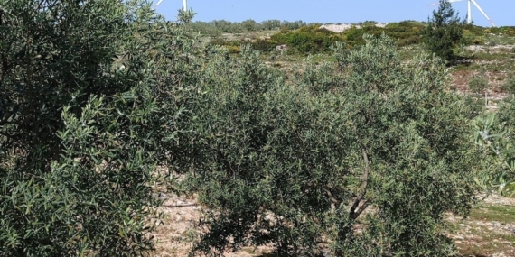 Aydın’da zeytin bahçeleri denetlendi