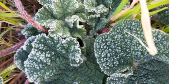 Aydın’da zirai don bekleniyor