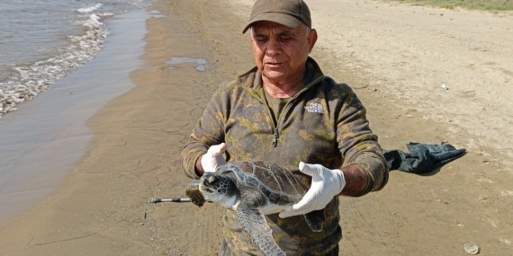 Balıkçı ağlarına takılan deniz kaplumbağası tekrar denize bırakıldı