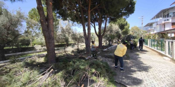Didim’de ağaçlar budandı