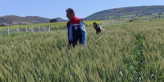 Didim’de tarımsal kontroller tamamlandı, tarlalarda hastalık ve zararlıya rastlanmadı
