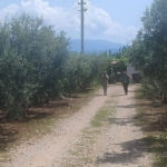 Didim’de zeytinliklerde hastalık ve zararlı denetimi yapıldı 2 Didim’de zeytinliklerde hastalık ve zararlı denetimi yapıldı