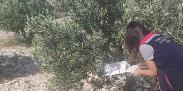 Didim’de zeytinliklerde hastalık ve zararlı denetimi yapıldı 43 Didim’de zeytinliklerde hastalık ve zararlı denetimi yapıldı