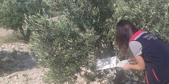 Didim’de zeytinliklerde hastalık ve zararlı denetimi yapıldı