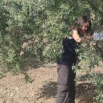 Didim’de zeytinliklerde hastalık ve zararlı denetimi yapıldı 1 Didim’de zeytinliklerde hastalık ve zararlı denetimi yapıldı