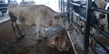 Doğal ve sağlıklı yaşam kıymetlendi, aileler inek edinmeye başladı 6 Doğal ve sağlıklı yaşam kıymetlendi, aileler inek edinmeye başladı