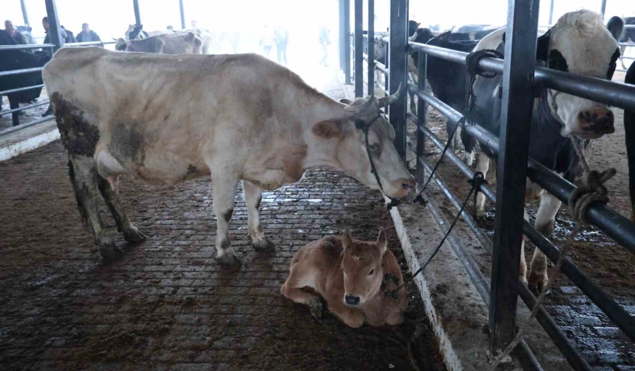 Doğal ve sağlıklı yaşam kıymetlendi, aileler inek edinmeye başladı 10 Doğal ve sağlıklı yaşam kıymetlendi, aileler inek edinmeye başladı