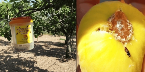 Ekşilik böceği için tuzak asımı dönemi başladı