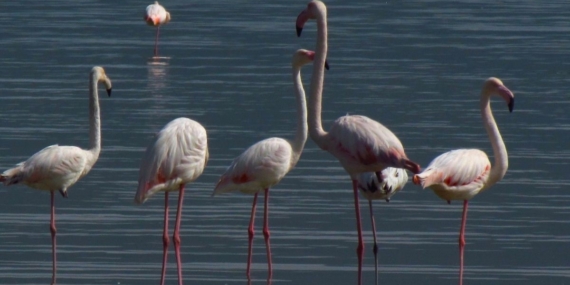 Flamingolar Söke Ovası’nı Şenlendirdi