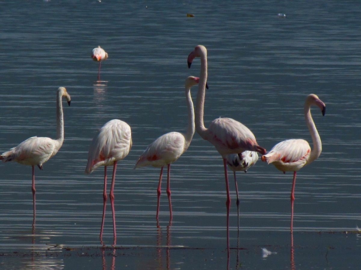 Flamingolar Söke Ovası’nı şenlendirdi