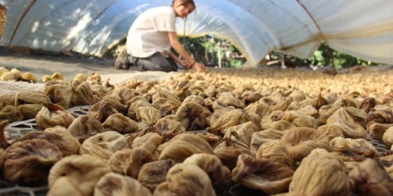 İklim Değişikliği Aydın İncirini Olumsuz Etkiledi