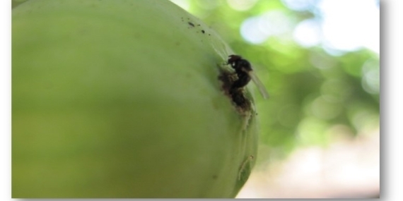 İncir üreticileri ’siyah sineğe’ karşı uyarıldı