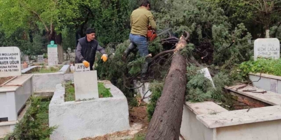 İncirliova’da Mezarlıklarda Devrilen Ağaçlar Kaldırılıyor