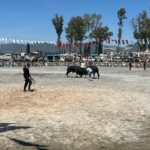 İncirliova’da pehlivan boğalar arenaya çıktı 10 İncirliova’da pehlivan boğalar arenaya çıktı