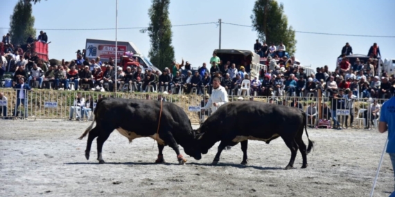 İncirliova’da pehlivan boğalar arenaya çıktı