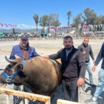 İncirliova’da pehlivan boğalar arenaya çıktı 9 İncirliova’da pehlivan boğalar arenaya çıktı