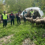 Kaybolan 13 koyun jandarma ekiplerince bulundu 1 Kaybolan 13 koyun jandarma ekiplerince bulundu