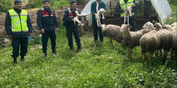 Kaybolan 13 koyun jandarma ekiplerince bulundu