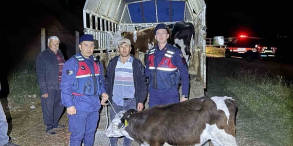 Kayıp hayvanları jandarma buldu