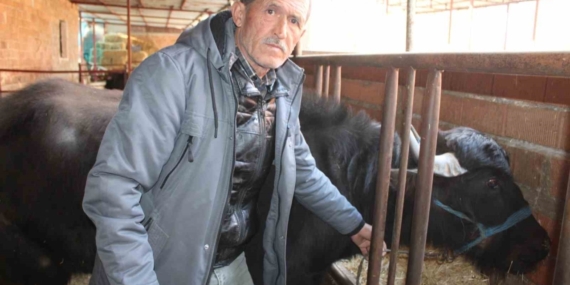 Kaymak talebi çok, yeterli manda yok