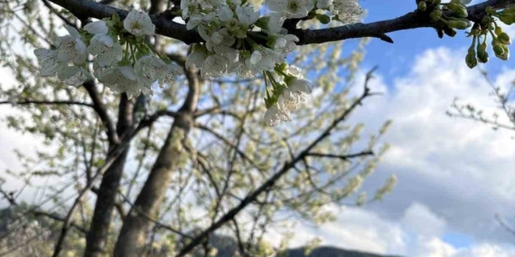 Kiraz ağaçları çiçek açtı