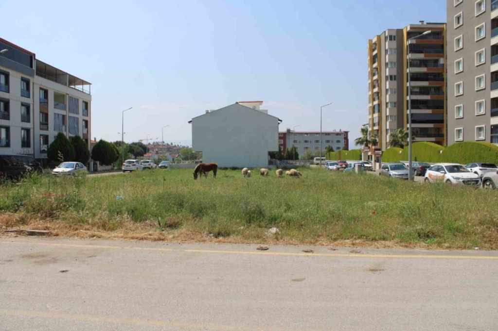 mahalle sakinleri basibos kopeklerden tedirgin b9d961cf1207