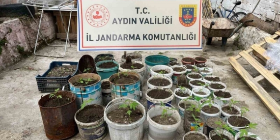 Saksıya ektiği 82 kenevir ile yakalandı