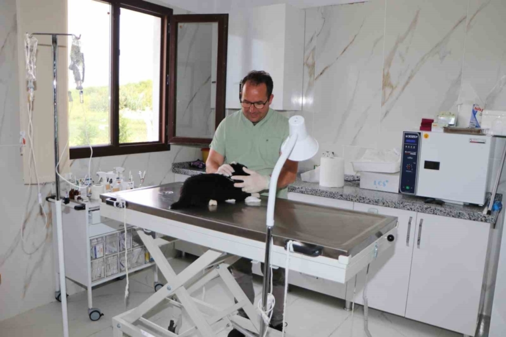 soke belediyesi iki aylik surecte 170 hayvanin tedavi ve kisirlastirmasini yapti ad3f49d89cd2
