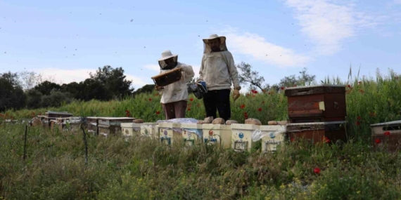 Son yıların en soğuk Nisan ayının yaşandığı Aydın’da arılar telef olmaya başladı