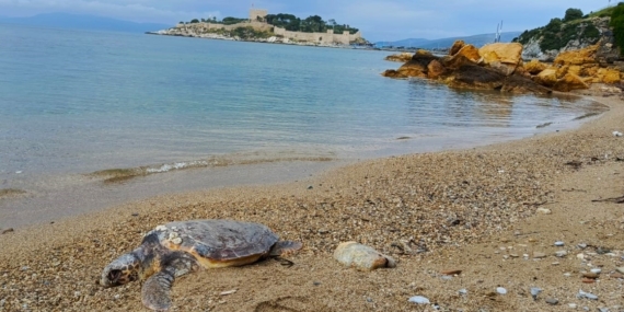 Yılancı Burnu’nda caretta caretta ölü bulundu