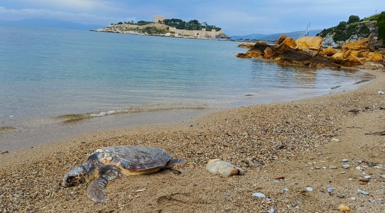 Yılancı Burnu’nda caretta caretta ölü bulundu