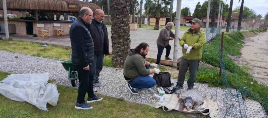 yilanci burnunda caretta caretta olu bulundu ecf77de16ea8