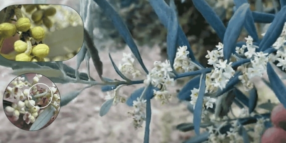 Zeytin güvesine karşı mücadele uyarısı