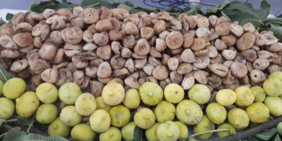 “Aflatoksinli incirler biyogaz enerjisine dönüştürüldü”