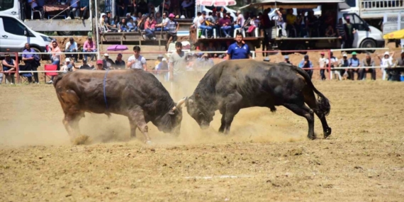 Atça’da Boğa Güreşleri heyecanı başlıyor