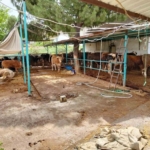 Aydın’da kurban satış ve kesim yerleri denetlendi 6 Aydın’da kurban satış ve kesim yerleri denetlendi