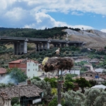 Aydın’da leylek sayımları tamamlandı 5 Aydın’da leylek sayımları tamamlandı